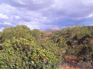 foret de tapia